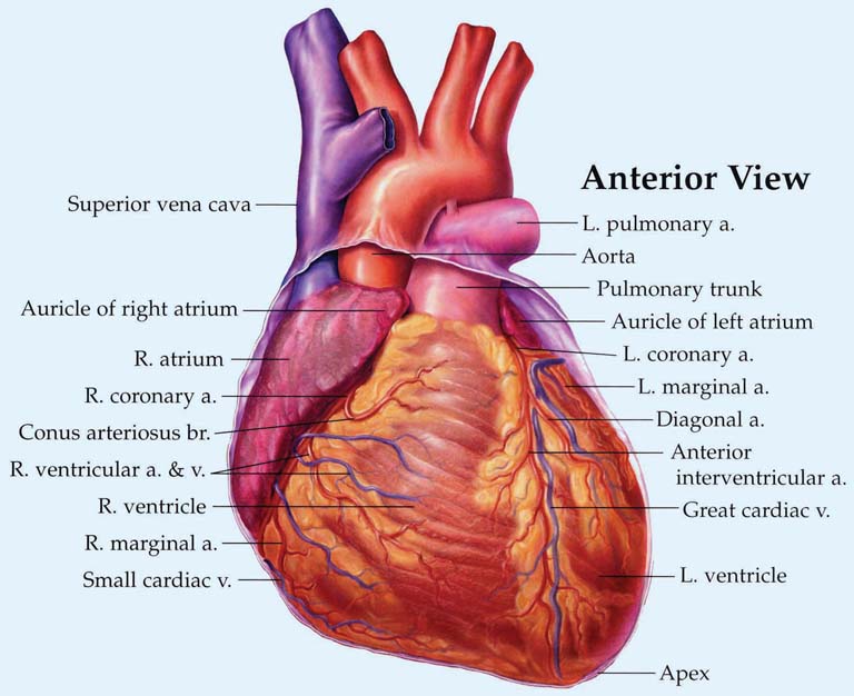 heart attack diagram. CT scan of the heart,