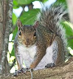 royal_ond17_Squirrel