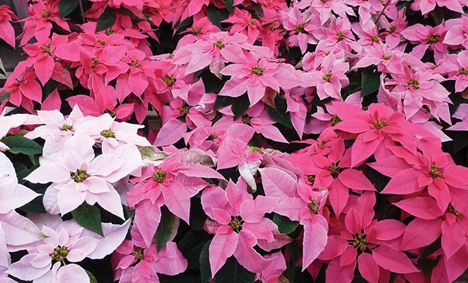 willey 4qt18 poinsettia pinks