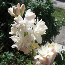 belak_on12_tuberose